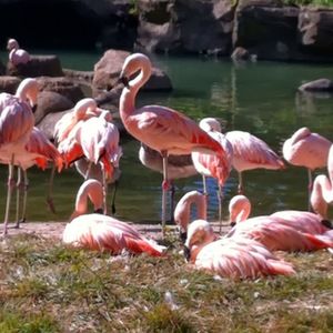 Meet your Posher, Ginny